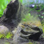 茶ゴケとアオミドロの発生　立ち上げ時の水草水槽